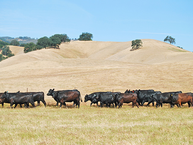 California&#039;s Yolo Land and Cattle Co. successfully couples a well-planned grazing program with conservation acres. (Photo by NCBA)